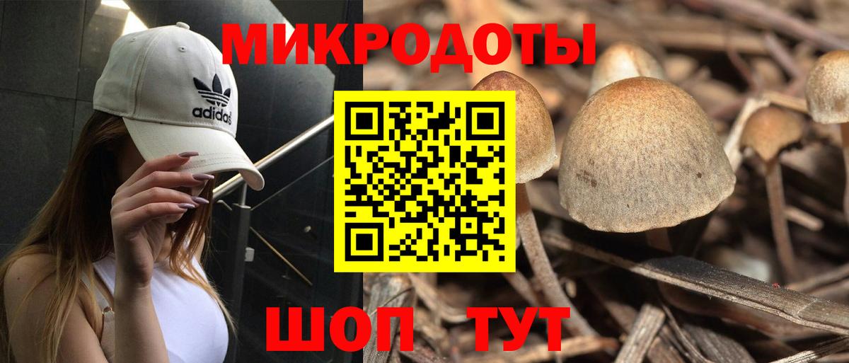 Камень-на-Оби  Псилоцибиновые грибы прущие грибы  Вход с VPN 