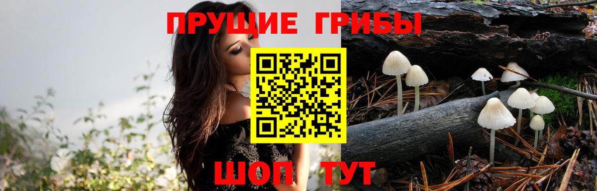Псилоцибиновые грибы прущие грибы Камень-на-Оби